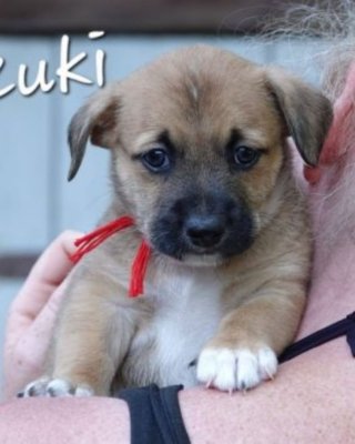 Zuki