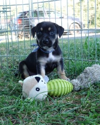 Zula