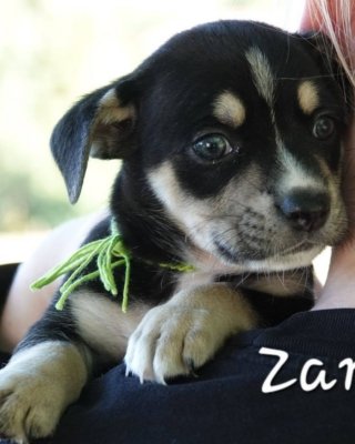 Zane