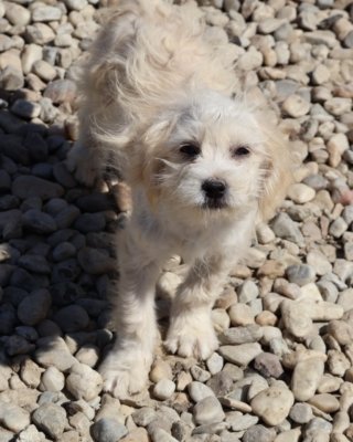 Nanook