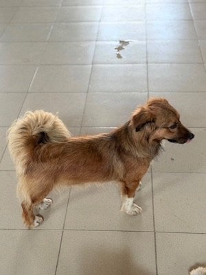 Xantos