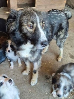 K9 Kopie (1)