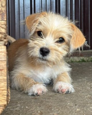 Thaddeus