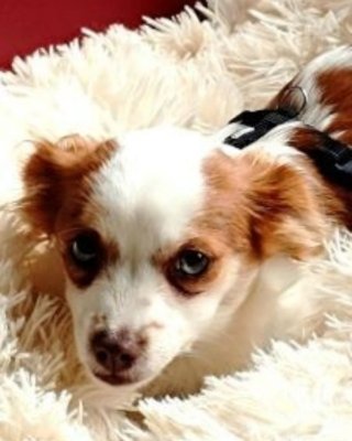 Jolie (BV)