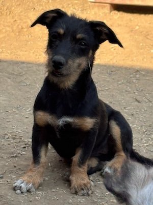 Malea