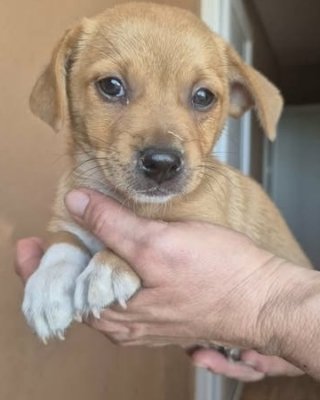 Samu