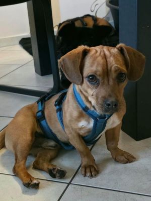 Duke2