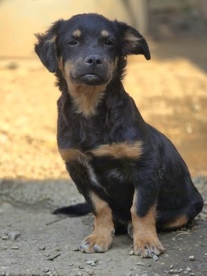 Monty (BV)