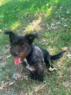 Lilou