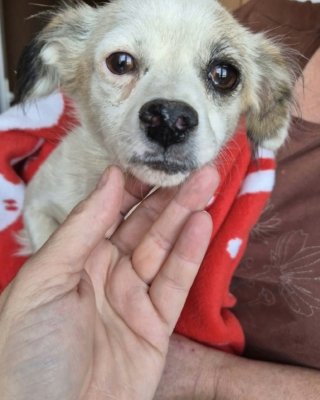 Elsa