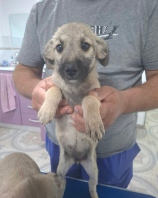 Laika (G)