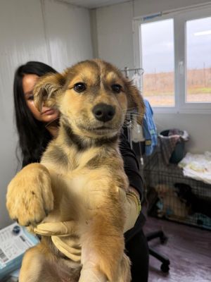 Kiba