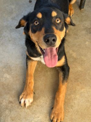 Rufus