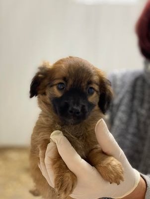 Zu Vermittelnde Hunde | Glücksfellchen Tierhilfe E.V.