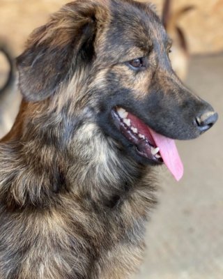 Oakley Oakley