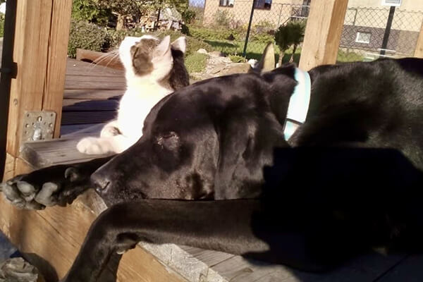 Freundschaft - Hund mit Katze