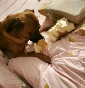 Hund frisst Kissen