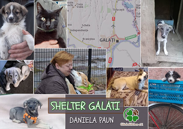 Tierschutz in Galati - Daniela Paun